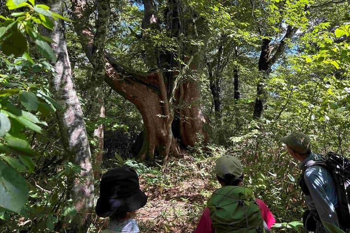 Kurikoma Ancient Road 3 Day Trekking Adventure — photo 8