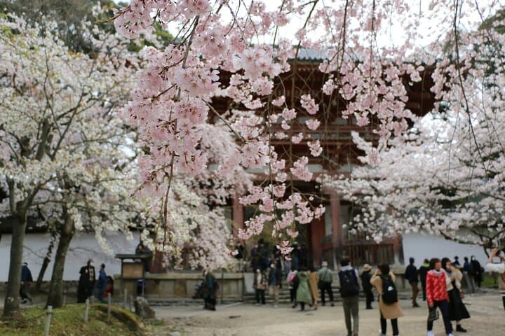 Private Kyoto Customizable Day Tour with Guide and Vehicle — photo 10