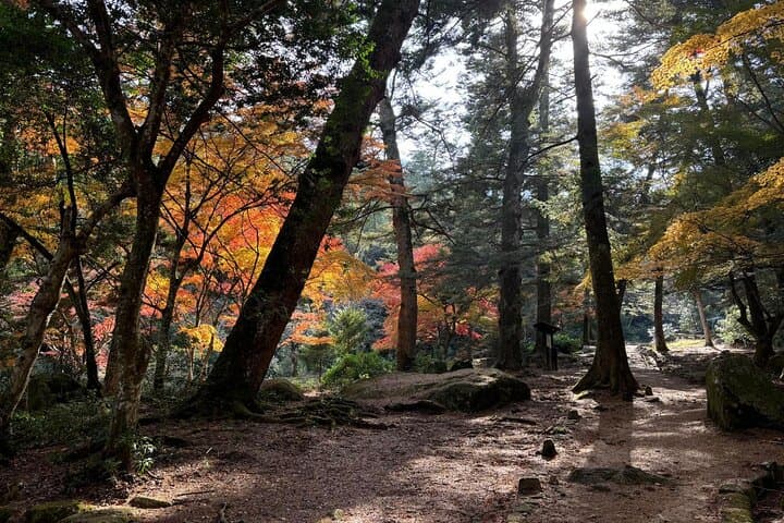 Private Walk to Hidden Miyajima — photo 13