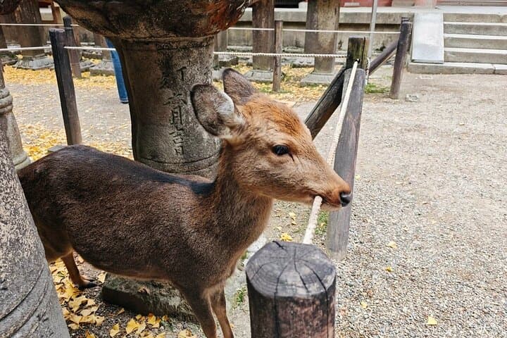 Kyoto and Nara Day Tour Fushimi Inari Kiyomizu dera Nara Park — photo 5