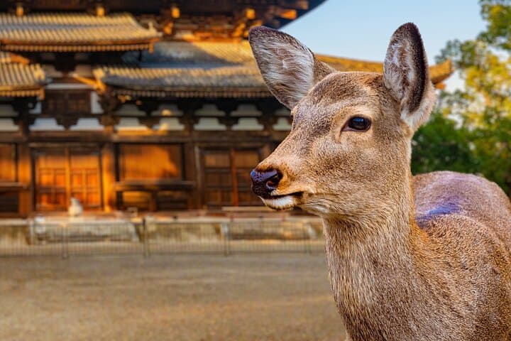 Nara Half Day Small Group Tour from Kyoto — photo 3