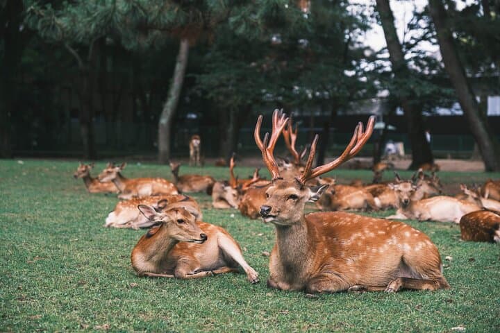 Nara Half Day Small Group Tour from Kyoto — photo 5