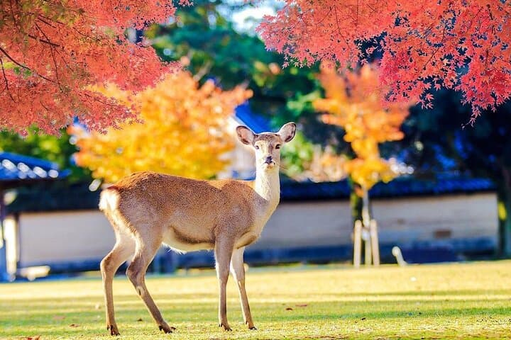 From Osaka 10 Hours Tour with Private Vehicle in Kyoto or Nara — photo 2