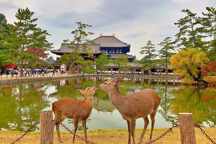 Nara Private Custom Tour｜Sacred Deer, Temples & Timeless Nature — photo 6