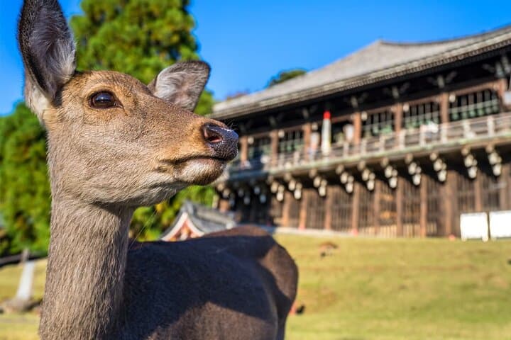 Nara Private Custom Tour｜Sacred Deer, Temples & Timeless Nature — photo 2