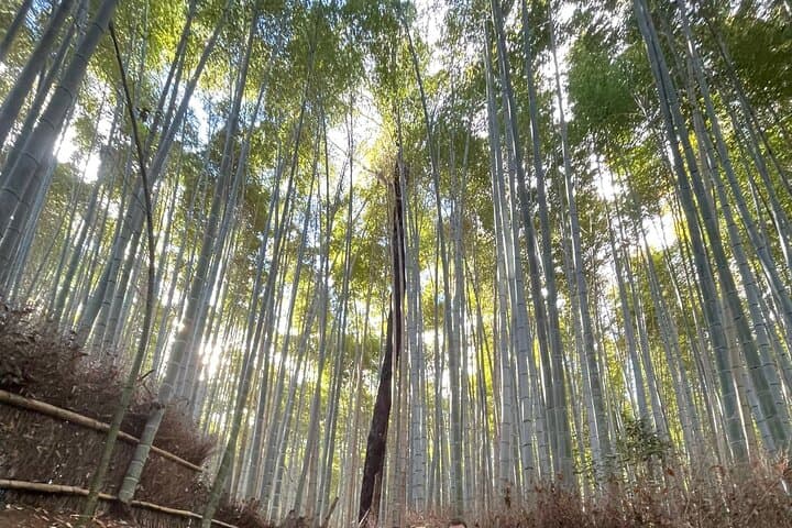 Spanish Tours in Kyoto Osaka and Nara — photo 15
