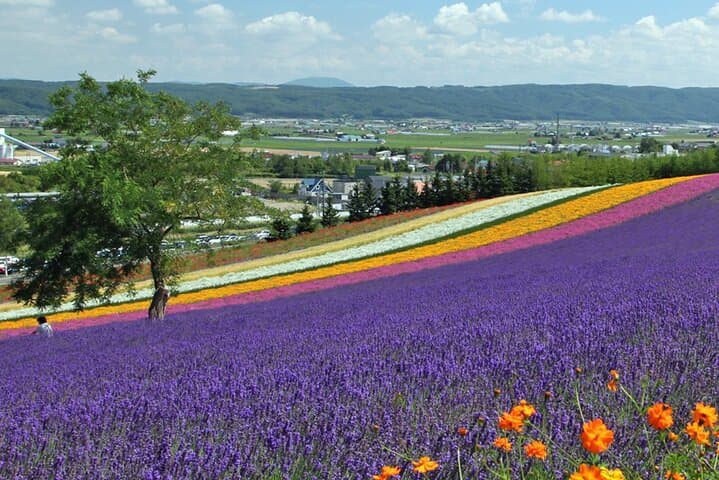 Sapporo Private Tour: Farm Tomita, Blue Pond & Biei Flowers — photo 2