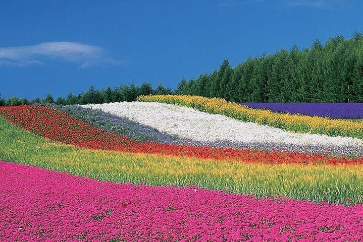 Sapporo Private Tour: Farm Tomita, Blue Pond & Biei Flowers — photo 3