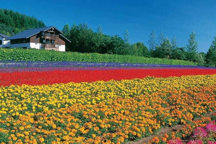 Sapporo Private Tour: Farm Tomita, Blue Pond & Biei Flowers