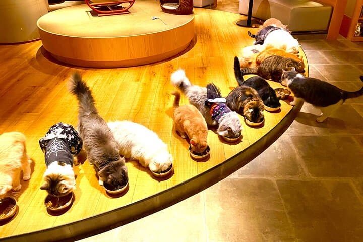 Tokyo Shinjuku Giant 3D, Cat Cafe & Yanaka Cat Town for Cat Lover — photo 3