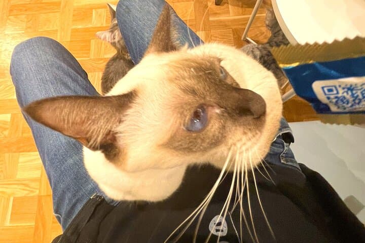 Tokyo Shinjuku Giant 3D, Cat Cafe & Yanaka Cat Town for Cat Lover — photo 12