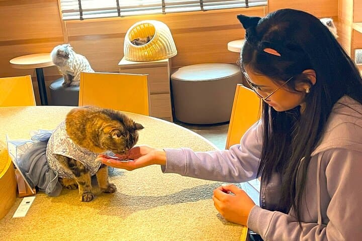 Tokyo Shinjuku Giant 3D, Cat Cafe & Yanaka Cat Town for Cat Lover — photo 2