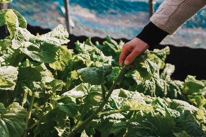 Hiroshima Garden to Table Cooking Class — photo 9