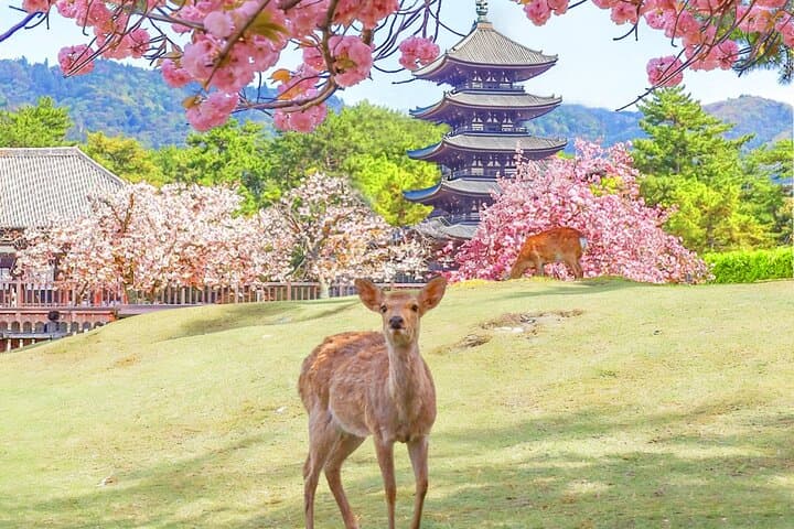 Kyoto & Nara & Uji: Full Day Sightseeing Tour from Osaka or Kyoto — photo 10