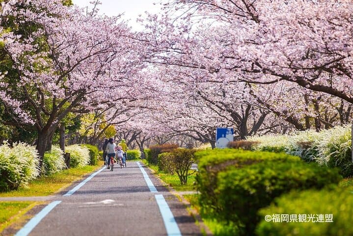 YokaBus Fukuoka Uminonakamichi, Strawberry Farm and Chinkokuji — photo 4
