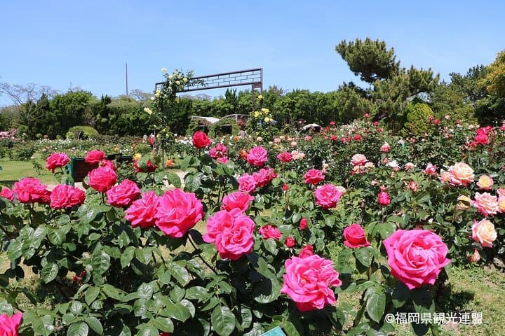 YokaBus Fukuoka Uminonakamichi, Strawberry Farm and Chinkokuji — photo 6