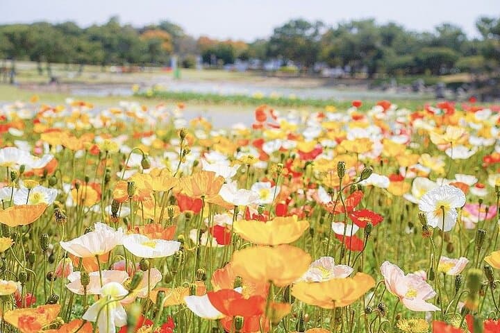 YokaBus Fukuoka Uminonakamichi, Strawberry Farm and Chinkokuji — photo 9