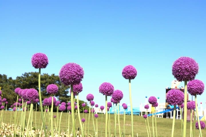 YokaBus Fukuoka Uminonakamichi, Strawberry Farm and Chinkokuji — photo 11