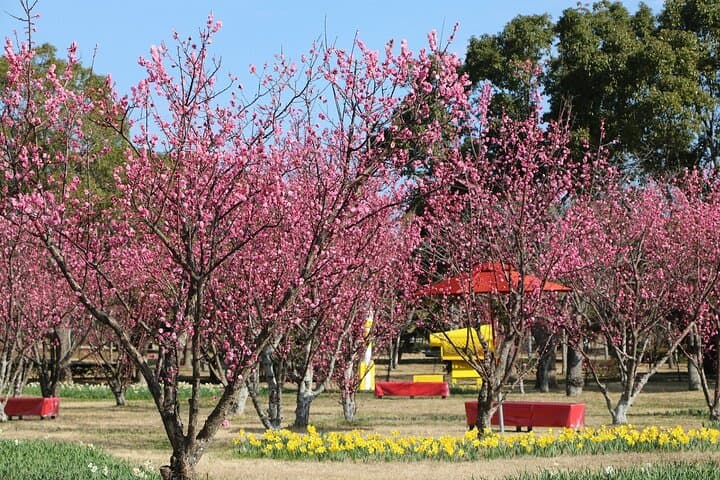 YokaBus Fukuoka Uminonakamichi, Strawberry Farm and Chinkokuji — photo 13