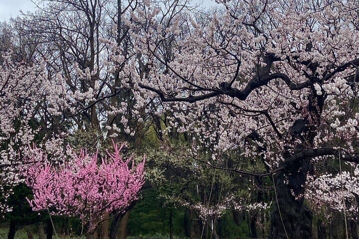 Shinrin yoku Yoga Awakening Breath at Hokkaido Shrine — photo 5