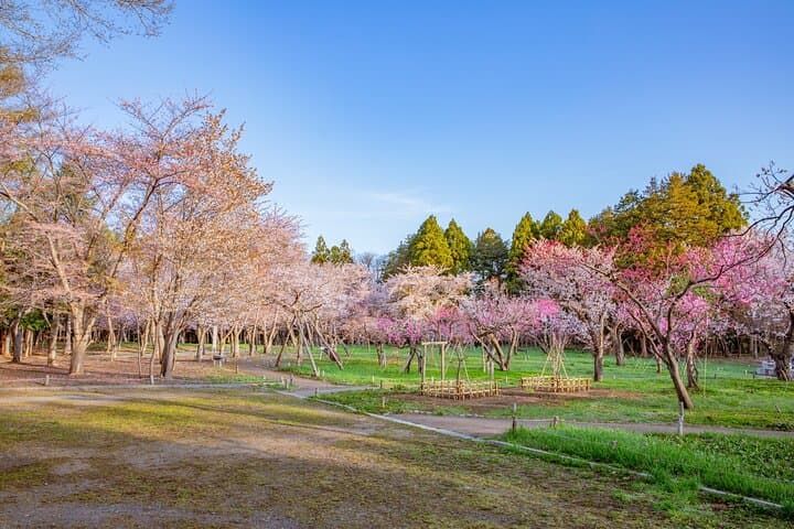 Shinrin yoku Yoga Awakening Breath at Hokkaido Shrine — photo 6