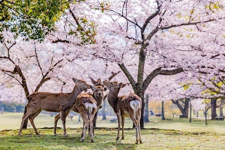 Kyoto & Nara: Private Day Tour by luxury Vehicle & English Guide — photo 6