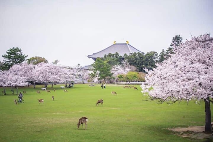 Kyoto & Nara: Private Day Tour by luxury Vehicle & English Guide — photo 10