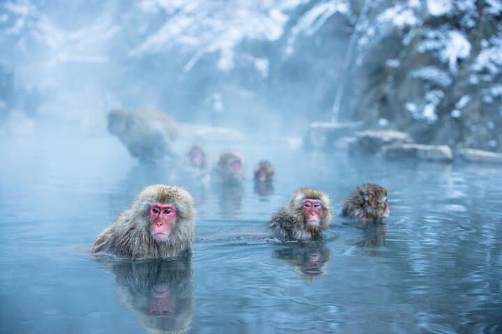 Luxury Private Snow Monkey and Cultural Tour of Nagano — photo 4