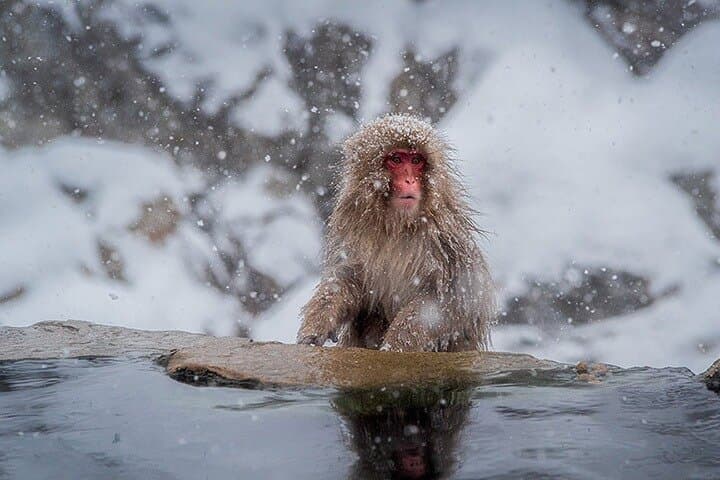 Luxury Private Snow Monkey and Cultural Tour of Nagano — photo 5