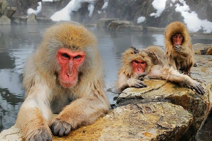 Luxury Private Snow Monkey and Cultural Tour of Nagano — photo 6