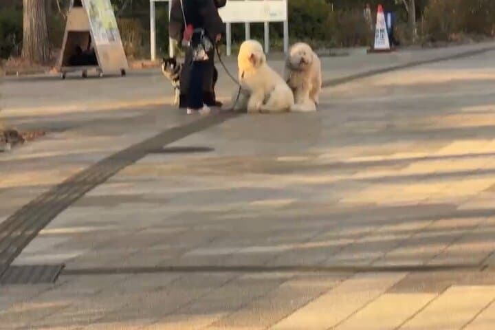 Snoopy Park and Pet Friendly Outlet — photo 8