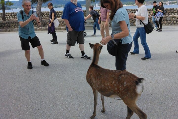 Hiroshima City Center Pickup: Miyajima & Peace Park Tour with car — photo 19