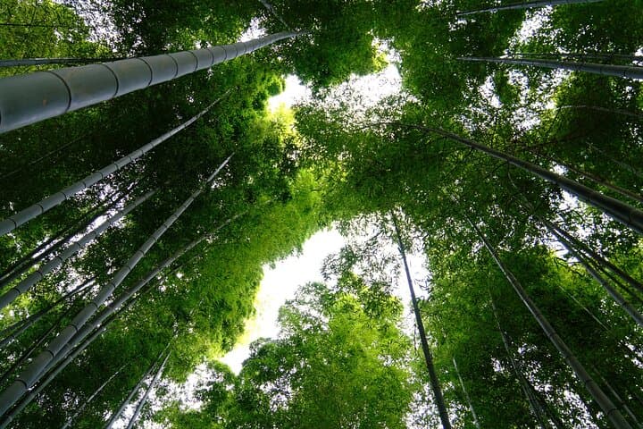 Bamboo Cycling in Kyoto with Local Life Experience and Lunch — photo 1