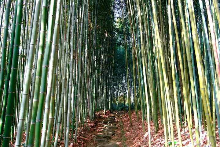 Bamboo Cycling in Kyoto with Local Life Experience and Lunch — photo 16