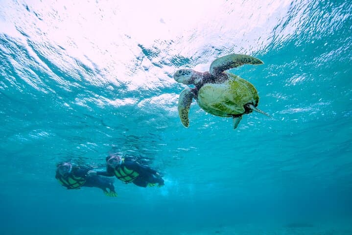 A staple of Miyakojima and Miyakojima!Sea Turtle Snorkel and Sunset SUP Tour — photo 10
