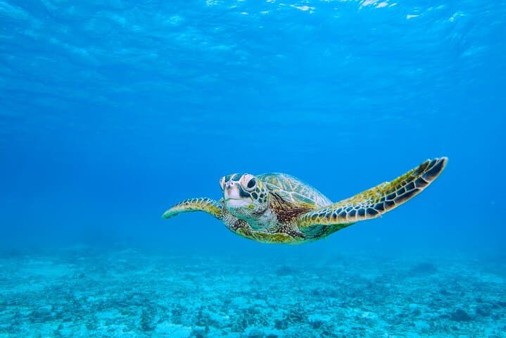 A staple of Miyakojima and Miyakojima!Sea Turtle Snorkel and Sunset SUP Tour — photo 15