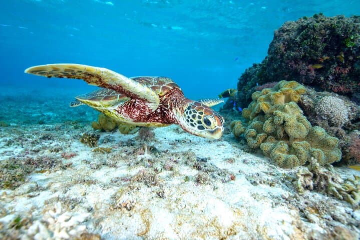 A staple of Miyakojima and Miyakojima!Sea Turtle Snorkel and Sunset SUP Tour — photo 17