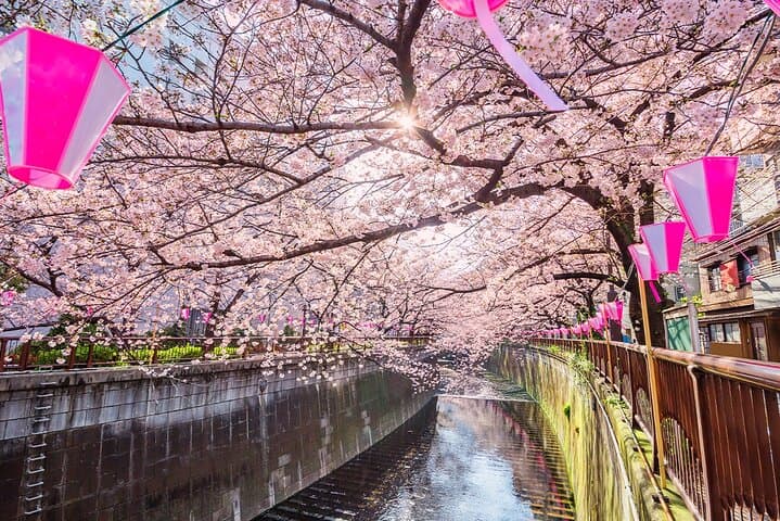 Tokyo Cherry Blossom Tour 5 Iconic Spots with Optional Lunch — photo 2