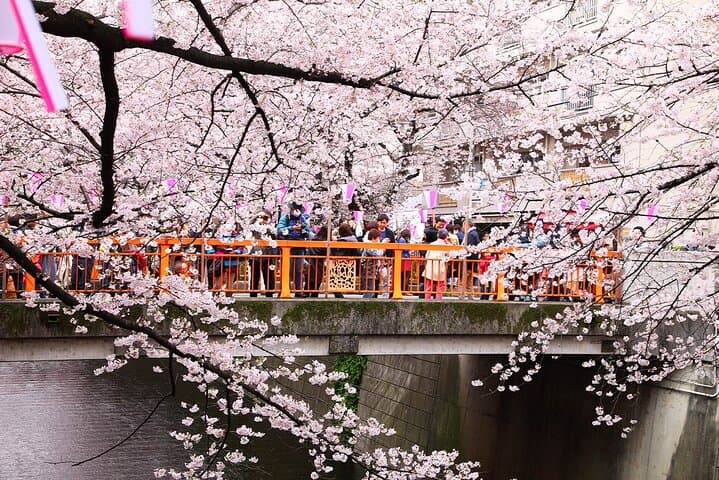 Tokyo Cherry Blossom Tour 5 Iconic Spots with Optional Lunch — photo 3