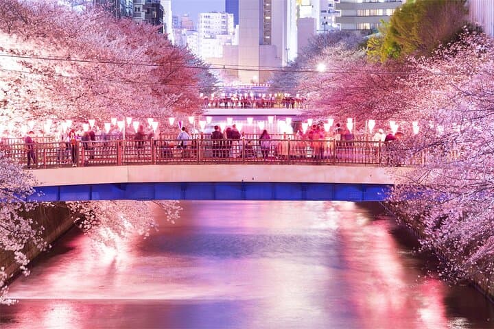 Tokyo Cherry Blossom Tour 5 Iconic Spots with Optional Lunch — photo 5