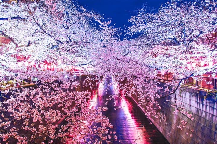 Tokyo Cherry Blossom Tour 5 Iconic Spots with Optional Lunch — photo 6