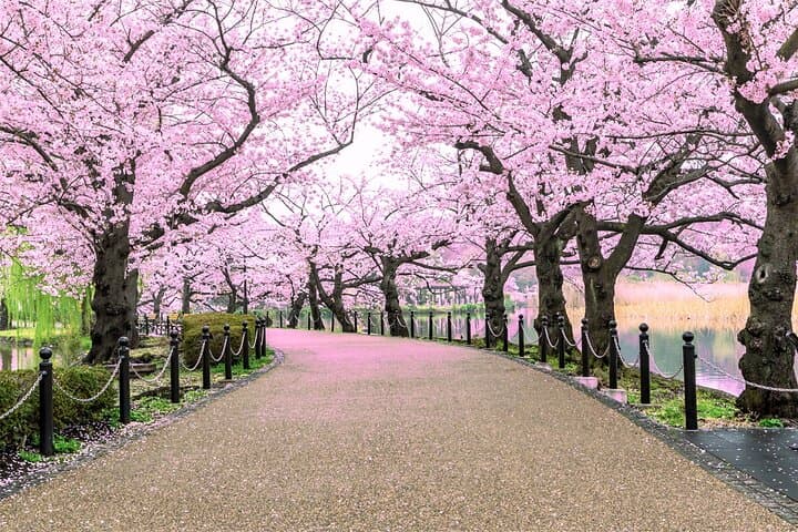 Tokyo Cherry Blossom Tour 5 Iconic Spots with Optional Lunch — photo 7