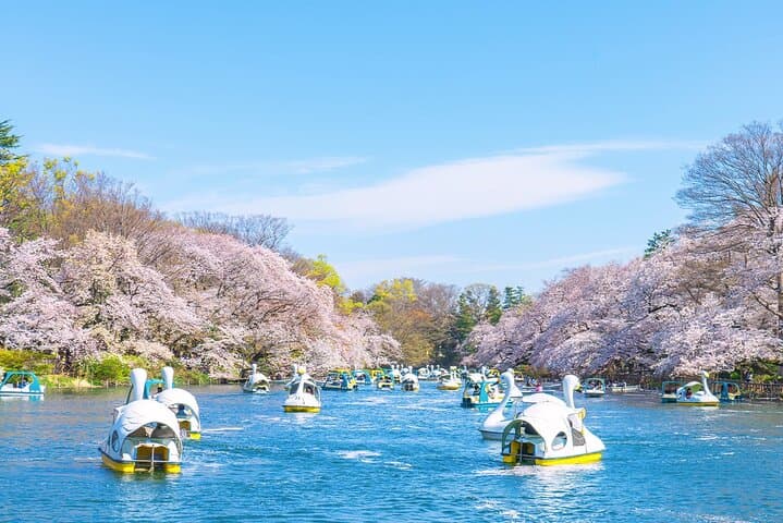 Tokyo Cherry Blossom Tour 5 Iconic Spots with Optional Lunch — photo 8