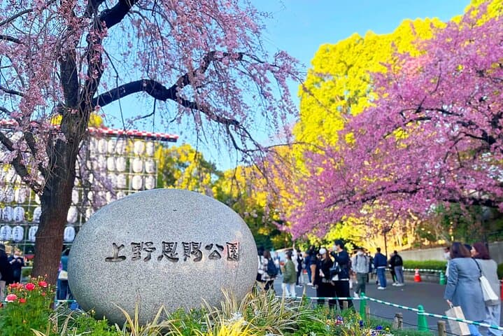 Tokyo Cherry Blossom Tour 5 Iconic Spots with Optional Lunch — photo 9