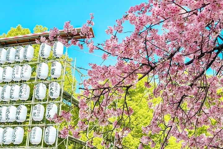 Tokyo Cherry Blossom Tour 5 Iconic Spots with Optional Lunch — photo 10