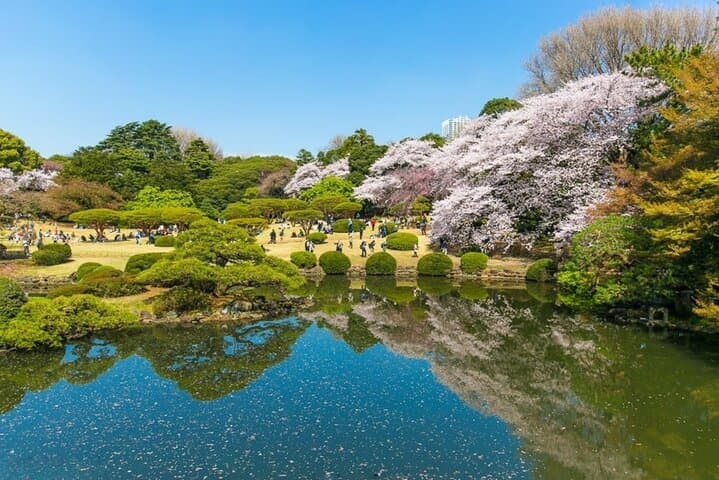 Tokyo Cherry Blossom Tour 5 Iconic Spots with Optional Lunch — photo 14