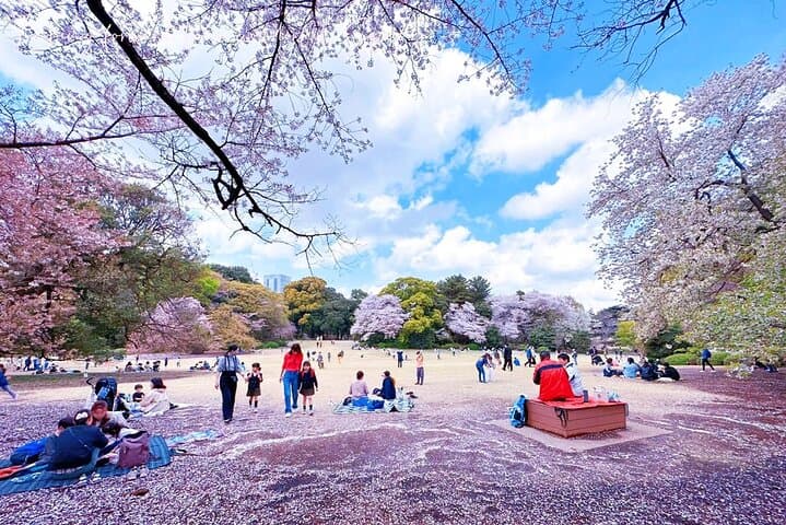 Tokyo Cherry Blossom Tour 5 Iconic Spots with Optional Lunch — photo 15
