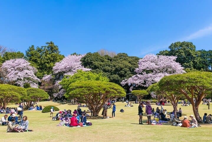 Tokyo Cherry Blossom Tour 5 Iconic Spots with Optional Lunch — photo 16