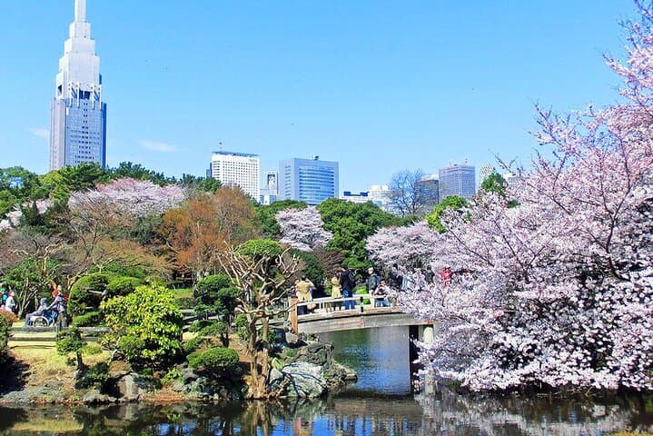 Tokyo Cherry Blossom Tour 5 Iconic Spots with Optional Lunch — photo 17