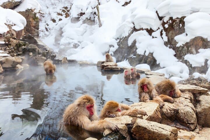 Nagano Day Trip Togakushi Shrine and Jigokudani Monkey Park — photo 2